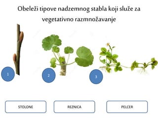 Obeležitipove nadzemnogstabla kojisluže za
vegetativno razmnožavanje
REZNICA PELCERSTOLONE
1 2 3
 