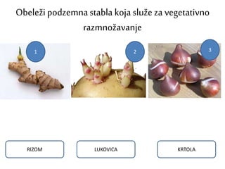 Obeležipodzemnastabla koja služe za vegetativno
razmnožavanje
RIZOM KRTOLALUKOVICA
1 2 3
 