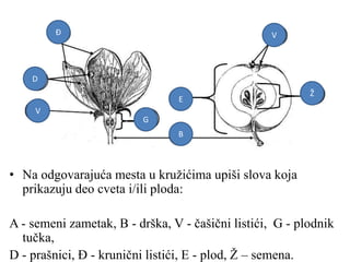 • Na odgovarajuća mesta u kružićima upiši slova koja
prikazuju deo cveta i/ili ploda:
A - semeni zametak, B - drška, V - čašični listići, G - plodnik
tučka,
D - prašnici, Đ - krunični listići, E - plod, Ž – semena.
Ž
B
V
G
D
Đ
E
V
 