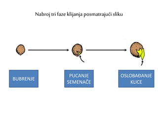 Nabroj tri faze klijanja posmatrajući sliku
PUCANJE
SEMENAČE
OSLOBAĐANJE
KLICE
BUBRENJE
 