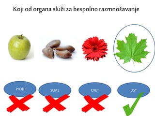 Kojiod organa služi za bespolnorazmnožavanje
PLOD SEME CVET LIST
 