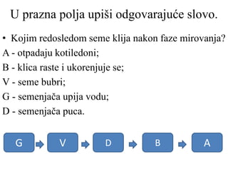U prazna polja upiši odgovarajuće slovo.
• Kojim redosledom seme klija nakon faze mirovanja?
A - otpadaju kotiledoni;
B - klica raste i ukorenjuje se;
V - seme bubri;
G - semenjača upija vodu;
D - semenjača puca.
G V D B A
 