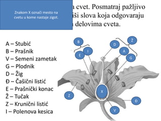 Na slici je prikazana cvet. Posmatraj pažljivo
sliku i u kružiće upiši slova koja odgovaraju
obeleženim delovima cveta.
A – Stubić
B – Prašnik
V – Semeni zametak
G – Plodnik
D – Žig
Đ – Čašični listić
E – Prašnički konac
Ž – Tučak
Z – Krunični listić
I – Polenova kesica
B
E
I
Z
Ž
D
A
G
Đ
V
Znakom X označi mesto na
cvetu u kome nastaje zigot.
X
 