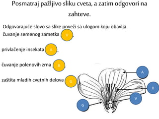 Posmatraj pažljivoslikucveta, a zatim odgovorina
zahteve.
Odgovarajuće slovo sa slike poveži sa ulogom koju obavlja.
čuvanje semenog zametka _____
privlačenje insekata _____
čuvanje polenovih zrna _____
zaštita mladih cvetnih delova _____
V
A
B
G
V
A
B
G
 