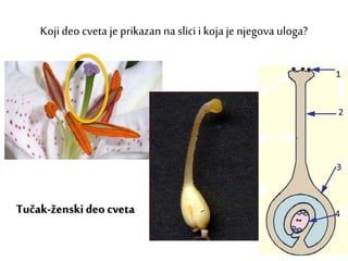 Kojideo cveta je prikazan na slicii koja je njegova uloga?
Tučak-ženskideo cveta
 