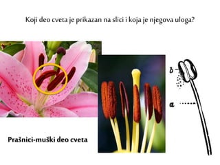 Koji deocveta je prikazan na slici i koja je njegova uloga?
Prašnici-muškideo cveta
 