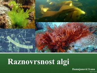 Raznovrsnost algi
Damnjanović Ivana
 