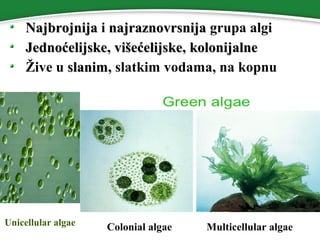 Raznovrsnost algi | PPT