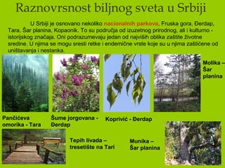 Raznovrsnost biljnog sveta u Srbiji
U Srbiji je osnovano nekoliko nacionalnih parkova, Fruska gora, Đerdap,
Tara, Šar planina, Kopaonik. To su područja od izuzetnog prirodnog, ali i kulturno -
istorijskog značaja. Oni podrazumevaju jedan od najviših oblika zaštite životne
sredine. U njima se mogu sresti retke i endemične vrste koje su u njima zaštićene od
uništavanja i nestanka.
Pančićeva
omorika - Tara
Šume jorgovana -
Đerdap
Koprivić - Đerdap
Molika –
Šar
planina
Munika –
Šar planina
Tepih livada –
tresetište na Tari
 