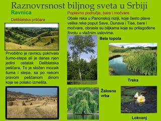 Raznovrsnost biljnog sveta u Srbiji
Ravnica
Prvobitno je ravnicu pokrivala
šumo-stepa ali je danas njen
jedini ostatak Deliblatska
peščara. To je složen mozaik
šuma i stepa, sa po nekom
pravom peščanom dinom
koja se polako izmešta.
Deliblatska prščara
Poplavno područje, bare i močvare
Obale reka u Panonskoj niziji, koje često plave
velike reke poput Save, Dunava i Tise, bare i
močvare, obrasle su biljkama koje su prilagođene
životu u vlažnim uslovima.
Bela topola
Žalosna
vrba
Trska
Lokvanj
 