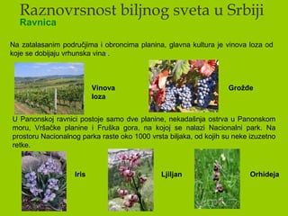 Raznovrsnost biljnog sveta u Srbiji
Ravnica
Na zatalasanim područjima i obroncima planina, glavna kultura je vinova loza od
koje se dobijaju vrhunska vina .
Vinova
loza
Grožđe
U Panonskoj ravnici postoje samo dve planine, nekadašnja ostrva u Panonskom
moru, Vršačke planine i Fruška gora, na kojoj se nalazi Nacionalni park. Na
prostoru Nacionalnog parka raste oko 1000 vrsta biljaka, od kojih su neke izuzetno
retke.
Iris Ljiljan Orhideja
 