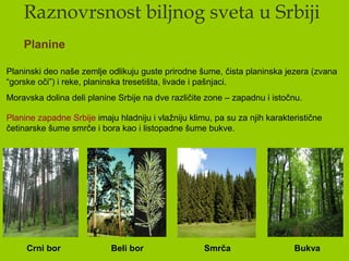 Raznovrsnost biljnog sveta u Srbiji
Planine
Planinski deo naše zemlje odlikuju guste prirodne šume, čista planinska jezera (zvana
“gorske oči”) i reke, planinska tresetišta, livade i pašnjaci.
Moravska dolina deli planine Srbije na dve različite zone – zapadnu i istočnu.
Planine zapadne Srbije imaju hladniju i vlažniju klimu, pa su za njih karakteristične
četinarske šume smrče i bora kao i listopadne šume bukve.
Crni bor Smrča BukvaBeli bor
 