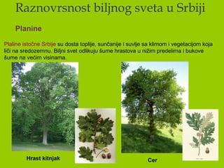 Raznovrsnost biljnog sveta u Srbiji
Planine
Plaline istočne Srbije su dosta toplije, sunčanije i suvlje sa klimom i vegetacijom koja
liči na sredozemnu. Biljni svet odlikuju šume hrastova u nižim predelima i bukove
šume na većim visinama.
Hrast kitnjak Cer
 