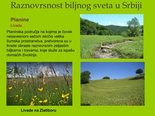 Raznovrsnost biljnog sveta u Srbiji
Planine
Livade
Livade na Zlatiboru
Planinska područja na kojima je čovek
nesavesnom sečom iskrčio velika
šumska prostranstva, pretvorena su u
livade obrasle raznovrsnim zeljastim
biljkama i travama, koje služe za ispašu
domaćih životinja.
 