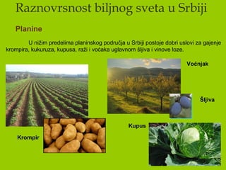 Raznovrsnost biljnog sveta u Srbiji
Planine
U nižim predelima planinskog područja u Srbiji postoje dobri uslovi za gajenje
krompira, kukuruza, kupusa, raži i voćaka uglavnom šljiva i vinove loze.
Krompir
Voćnjak
Kupus
Šljiva
 