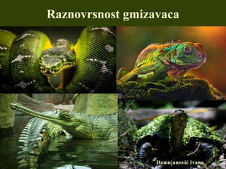 Raznovrsnost gmizavaca
Damnjanović Ivana
 
