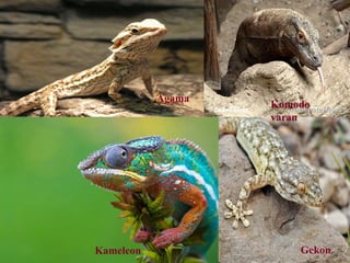 Kameleon Gekon
Agama
Komodo
varan
 