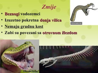Zmije
• BeznogiBeznogi vodozemci
• Izuzetno pokretna donja vilicadonja vilica
• Nemaju grudnu kost
• Zubi su povezani sa otrovnom žlezdomotrovnom žlezdom
 