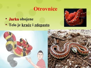 Otrovnice
JarkoJarko obojene
Telo je kraće i zdepasto
 