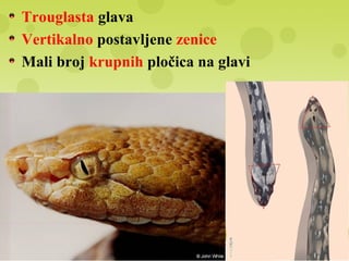 Trouglasta glava
Vertikalno postavljene zenice
Mali broj krupnih pločica na glavi
 