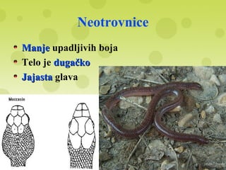 Neotrovnice
ManjeManje upadljivih boja
Telo je dugačkodugačko
JajastaJajasta glava
 