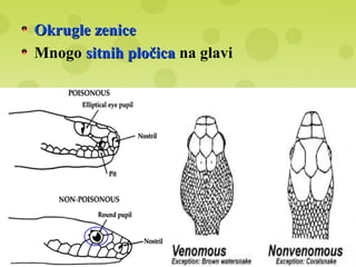 Okrugle zeniceOkrugle zenice
Mnogo sitnih pločicasitnih pločica na glavi
 