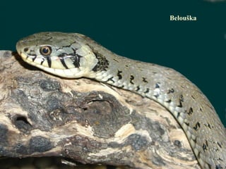 Belouška
 