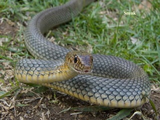 Smuk
 