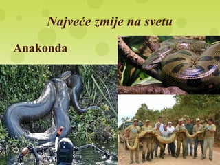 Najveće zmije na svetu
Anakonda
 