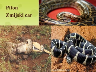 Piton
Zmijski car
 