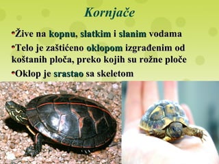 Kornjače
Žive naŽive na kopnukopnu, slatkimslatkim ii slanimslanim vodamavodama
Telo je zaštićenoTelo je zaštićeno oklopomoklopom izgrađenim odizgrađenim od
koštanih ploča, preko kojih su rožne pločekoštanih ploča, preko kojih su rožne ploče
Oklop jeOklop je srastaosrastao sa skeletomsa skeletom
 