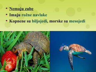 Nemaju zube
Imaju rožne navlake
Kopnene su biljojedi, morske su mesojedi
 