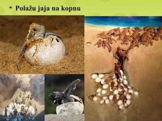 Polažu jaja na kopnu
 