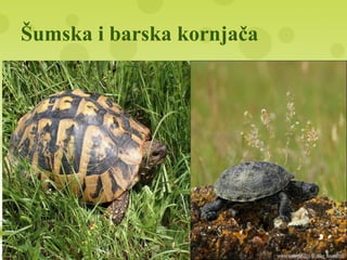 Šumska i barska kornjača
 