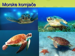 Morske kornjačeMorske kornjače
 