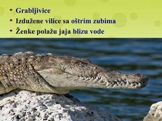 Grabljivice
Izdužene vilice sa oštrim zubima
Ženke polažu jaja blizu vode
 
