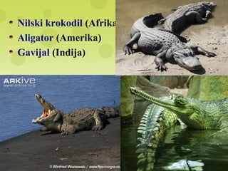 Nilski krokodil (Afrika)
Aligator (Amerika)
Gavijal (Indija)
 
