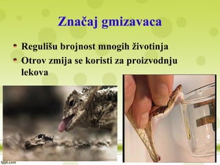 Značaj gmizavaca
Regulišu brojnost mnogih životinja
Otrov zmija se koristi za proizvodnju
lekova
 