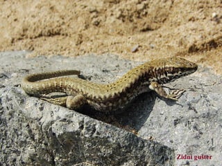 Zidni gušter
 