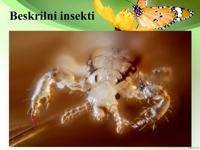 Raznovrsnost insekata