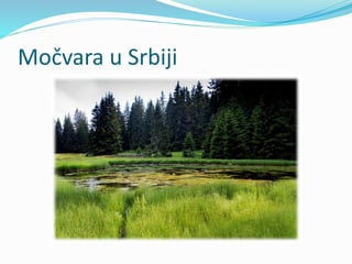 Močvara u Srbiji
 
