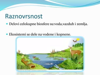 Raznovrsnost
 Delovi celokupne biosfere su:voda,vazduh i zemlja.
 Ekosistemi se dele na vodene i kopnene.
 