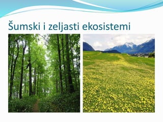 Šumski i zeljasti ekosistemi
 