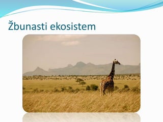 Žbunasti ekosistem
 