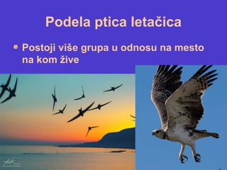 Podela ptica letačica
Postoji više grupa u odnosu na mesto
na kom žive
 
