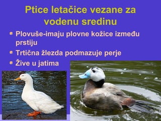 Ptice letačice vezane za
vodenu sredinu
Plovuše-imaju plovne kožice između
prstiju
Trtična žlezda podmazuje perje
Žive u jatima
 
