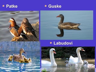 Patke Guske
Labudovi
 