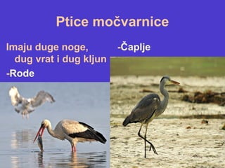 Ptice močvarnice
Imaju duge noge,
dug vrat i dug kljun
-Rode
-Čaplje
 