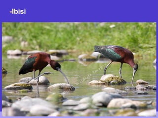 -Ibisi
 