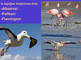 U toplijim krajevima žive:
-Albatrosi
-Pelikani
-Flamingosi
 
